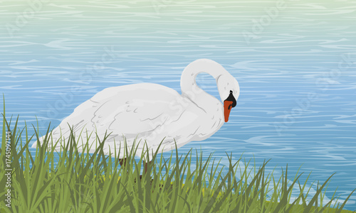 A white swan stands in tall, lush green grass on the shore of a pond. Realistic vector landscape