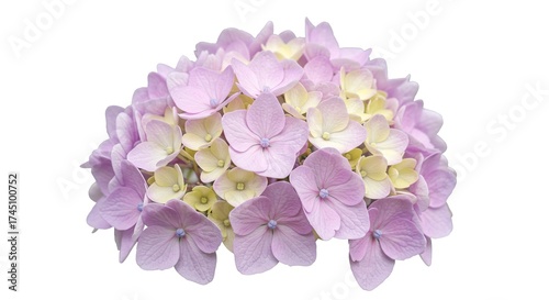 Light purple  yellow hydrangea flower cluster with delicate petals  subtle texture set against a white background