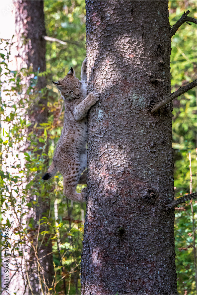 Obraz premium Luchs