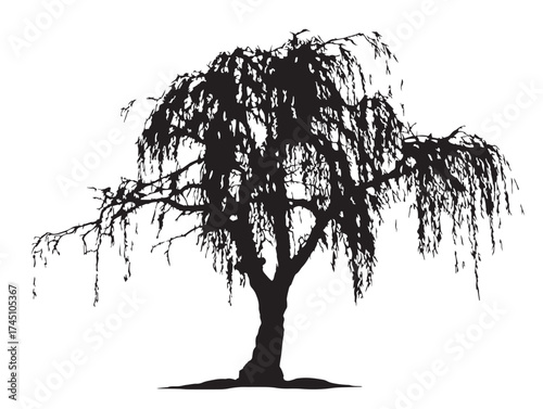 Weeping Willow Tree Silhouette Elegant 2D Vector Line Art Illustration