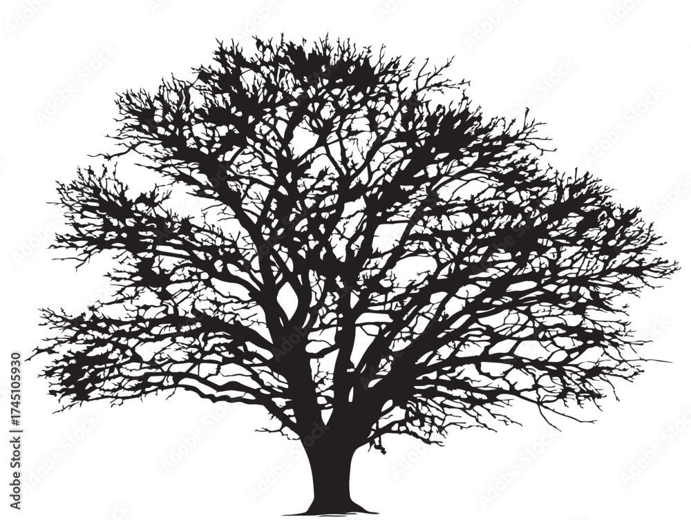 Obraz premium Winter Bare Tree With Intricate Branch Details Vector Line Art
