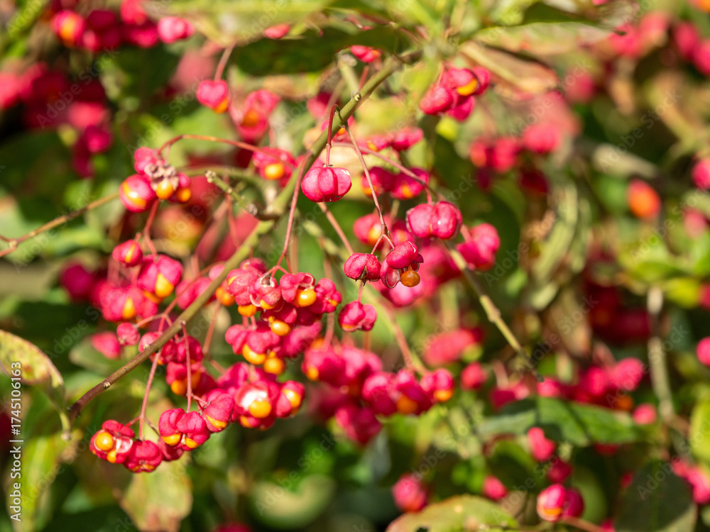 Obraz premium Spindelstrauch