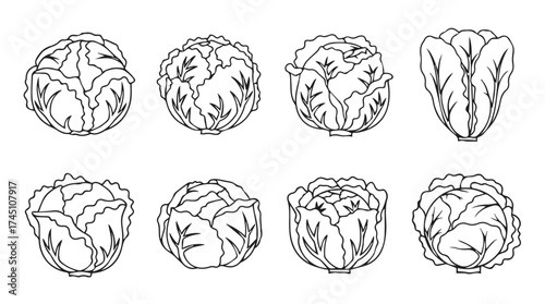 Collection of hand-drawn cabbage heads offering fresh vegetable variety and healthy eating concepts vector