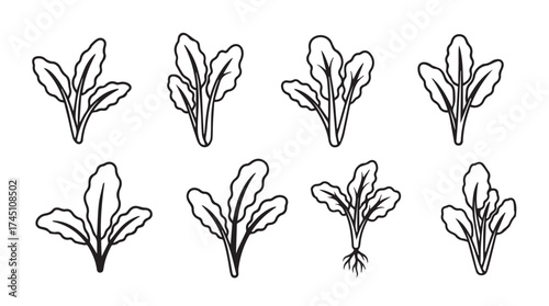 Hand drawn botanical elements collection showing fresh green leaves growing in clusters vector
