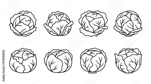 Collection of fresh cabbage heads hand drawn sketch line art style artistic food elements vector