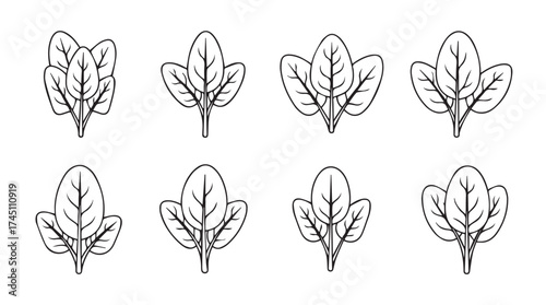 Set of hand drawn spinach leaves various styles for healthy food and cooking designs vector