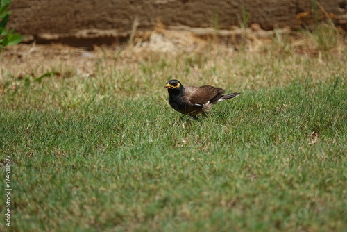the beautiful and characterful common myna (Acridotheres tristis)