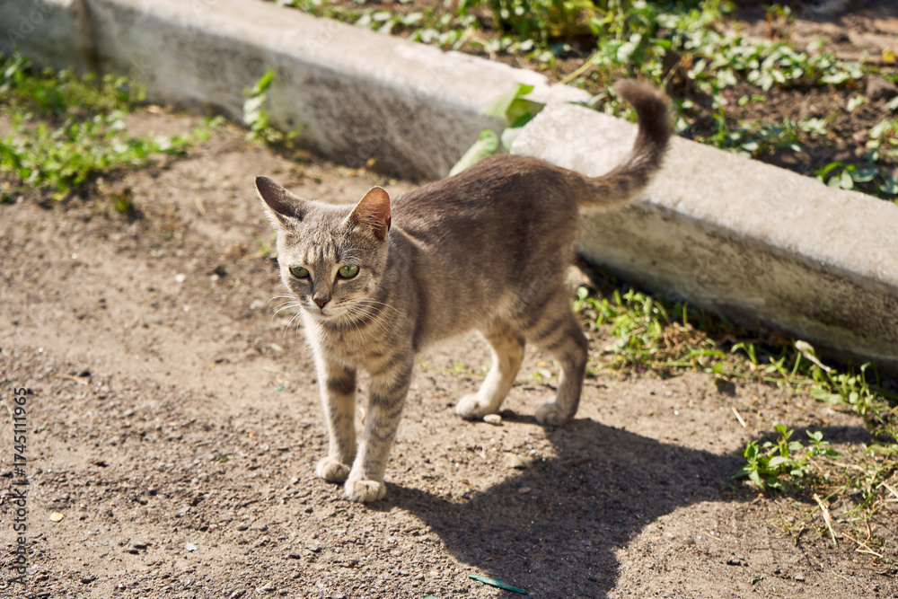 Obraz premium Small gray yard cat on a background of sun rays