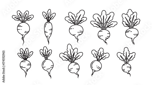 Hand drawn sketch style radishes and root vegetables with green leaves set vector