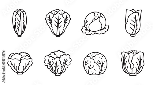 Collection of hand drawn cabbage and lettuce varieties botanical sketch art for healthy food designs vector