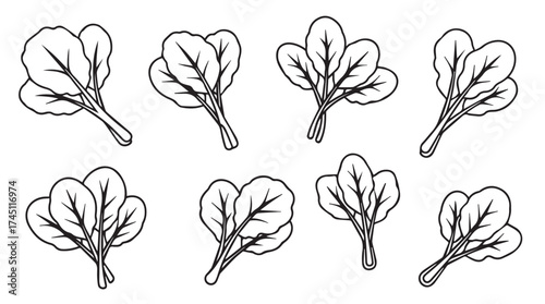 Collection of hand-drawn spinach leaves bunch for healthy food and organic ingredient designs vector