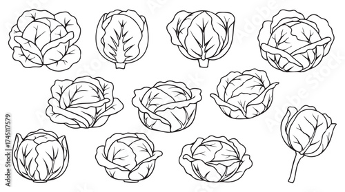 Collection of hand drawn cabbage heads isolated on white for fresh food design elements vector