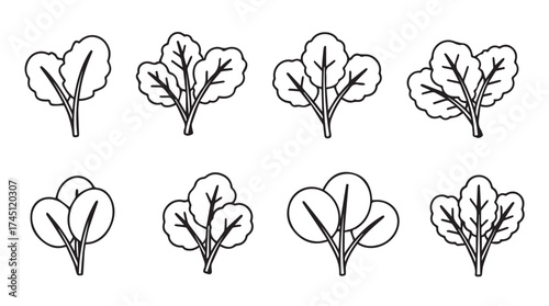 Collection of hand drawn spinach leaves and bunches for healthy food concepts vector
