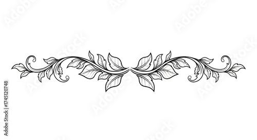 Elegant hand-drawn vintage scrollwork with symmetrical leaves and vines on a white background.