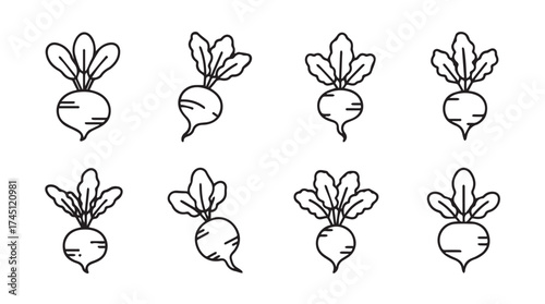 Hand drawn sketch radish root vegetables with green leaves variety set isolated vector