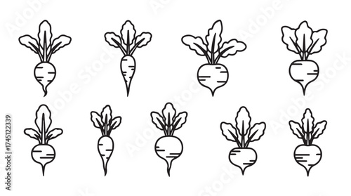 Collection of hand drawn radishes with green leaves for organic farming and healthy food concepts vector