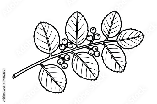 Detailed Vector Illustration of a Botanical Branch with Berries and Leaves