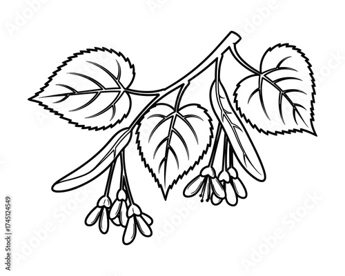 Detailed botanical illustration showcasing the branch of a linden tree in bloom.