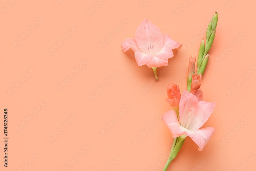 Fototapeta premium Beautiful gladiolus flowers on orange background