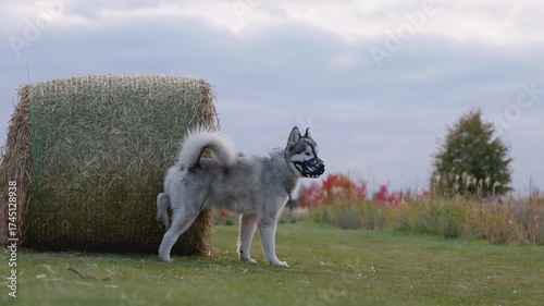 Kyiv 6.10.25 Dobropark  joyful dog in a muzzle roams a grassy field, discovering hay bales as friendly people enjoy the overcast autumn day in this lively outdoor scene.