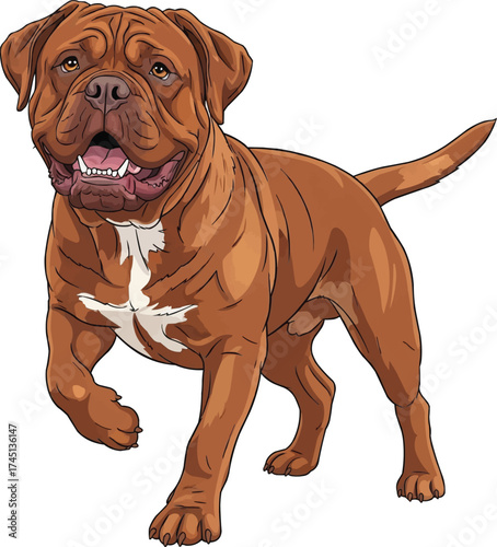 Dogue de Bordeaux dog playful happy smiling vector illustration