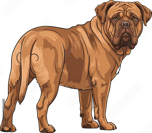 Dogue de Bordeaux dog standing looking back over shoulder 