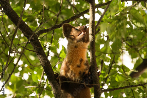 
A pine marten sits on a tree, a city dweller