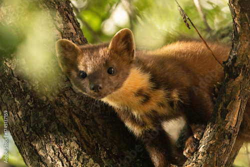 
A pine marten sits on a tree, a city dweller