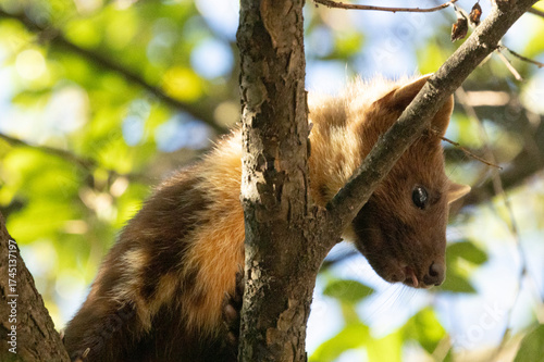 
A pine marten sits on a tree, a city dweller