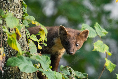 
A pine marten sits on a tree, a city dweller
