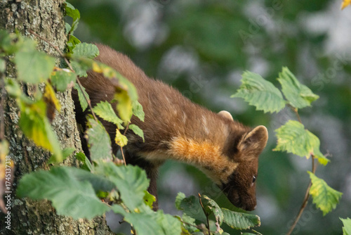 
A pine marten sits on a tree, a city dweller