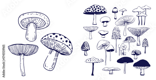 Outline mushrooms doodle big set. Fungi hand drawn sketch of various shapes and sizes isolated on white background
