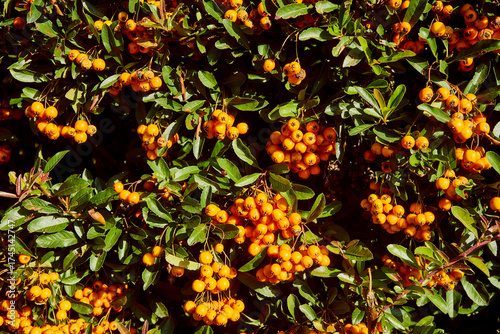 rokitnik zwyczajny, rokitnik pospolity, hippophae rhamnoides l.