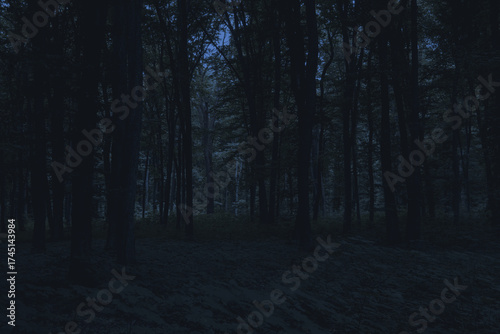 Mysterious pathway through the dark foggy forest in cold tones.