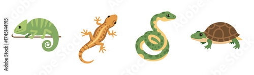 Illustrations of a green chameleon on a branch, an orange-brown gecko, a coiled green-yellow snake, and a brown turtle with a green shell.