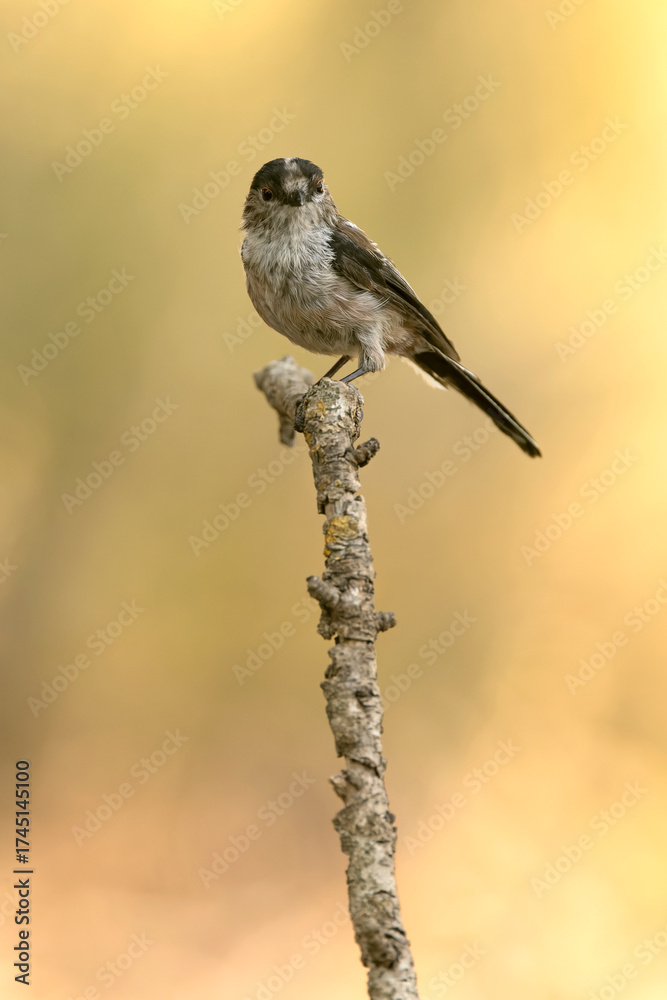 Naklejka premium Long-tailed tit at a water point within an oak and pine forest in the last light of day