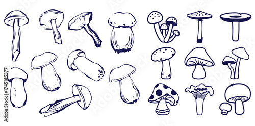 Outline mushrooms doodle big set. Fungi hand drawn sketch of various shapes and sizes isolated on white background
