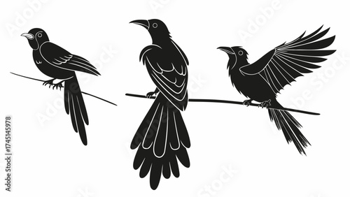 Elegant birds resting on branches, perfect for nature designs and avian themed projects original vector shape