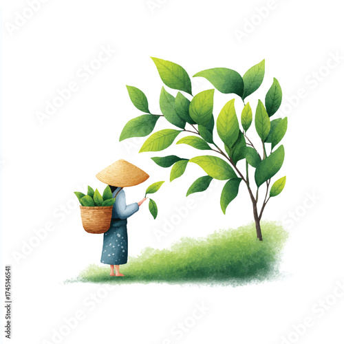 Person in conical hat collecting tea leaves from a lush green tree.