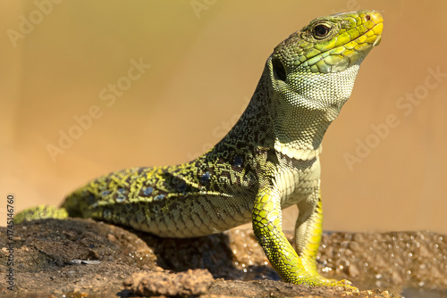 Ocellated lizard drinking at a watering point in a Mediterranean pine and oak forest at first light on a summer day