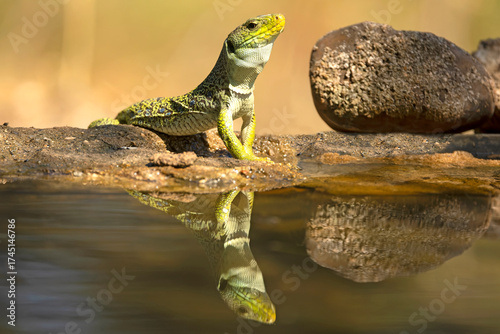 Ocellated lizard drinking at a watering point in a Mediterranean pine and oak forest at first light on a summer day