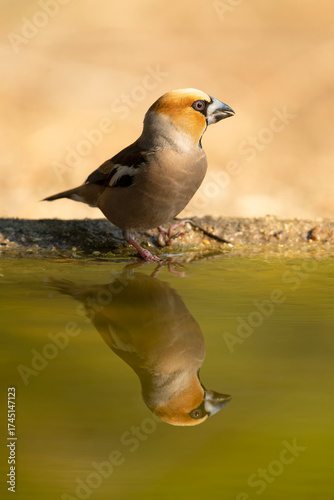 Male Hawkfinch drinking at a watering point in a pine and oak forest at first light on an autumn day