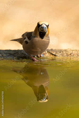 Male Hawkfinch drinking at a watering point in a pine and oak forest at first light on an autumn day