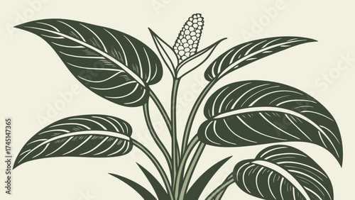 Peace lily plant illustration, botanical art print, tropical foliage, floral design, home decor, nature art