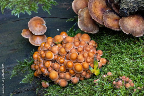 Pilze im Garten
