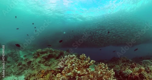 Sardine run over coral garden in tropical underwater world. Marine sanctuary, protected area.