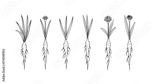 Set of vintage botanical illustrations of wheat stalks and flowers with intricate roots vector