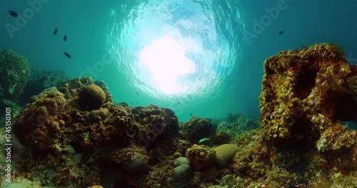 Colorful fishes over the hard coral. Marine sanctuary, protected area.