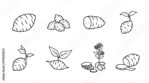 Hand drawn sweet potato illustrations showing root vegetable growth and harvesting process vector