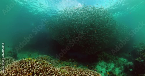 Beautiful school of sardines over tropical coral reefs. Underwater world.
